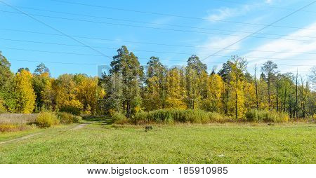Autumn Early autumn Forest Grove Leaves Leaves of the trees Rays of sunlight Sunlight Sunlight in the branches Trees