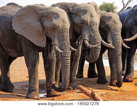 Three elephants standing in a line in Hwange National Park, Zimbabwe