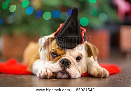 Cute puppy english bulldog with deer head cornuted on red carpet close to Christmas tree with xmas toys