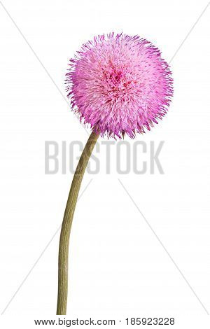 Single stem with a compound flower of musk thistle (Carduus nutans) isolated against a white background