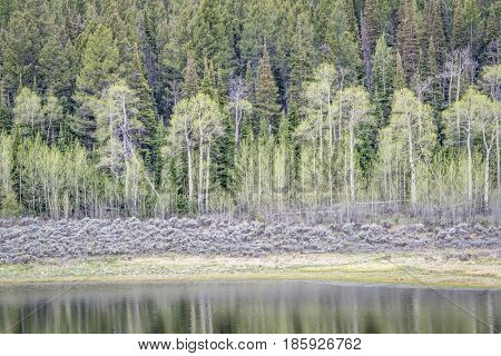 aspen, grover sagebrush, and spruce with water reflection, early spring scenery in Rocky Mountains, Colorado at Willow Creek Pass
