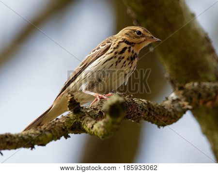 Tree Pipit on a branch - Anthus trivialis