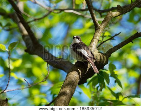 Pied Flycatcher surrounded by fresh green leaves - - Ficedula hypoleuca