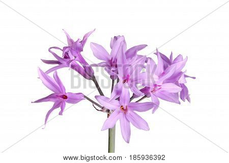 Closeup of a single stem with an umbel of purple flowers of society garlic or pink agapanthus (Tulbaghia violacea) isolated against a white background