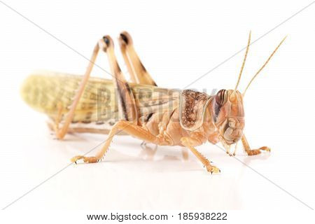 Locust Desert locust (Schistocerca gregaria) immediately after molt
