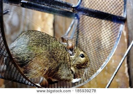 Photo of a Degu standing in a wheel