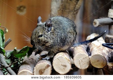 Photo of a caged Degu eating leafs