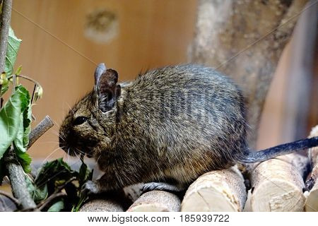 Close-up photo of a caged Degu eating leafs