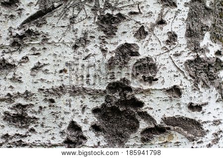 horizontal white tree bark texture pattern with cut marks