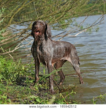 Italian Wire-haired Pointing Dog In Summer