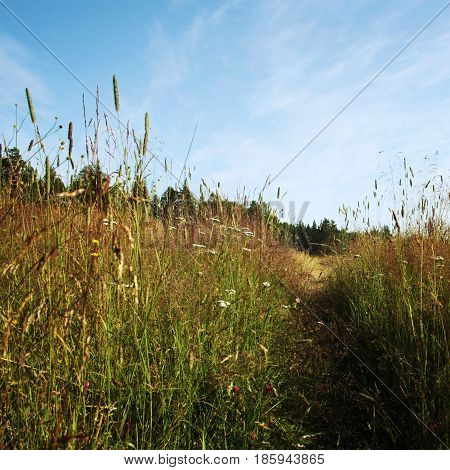 Pathway through the wildflower meadow. Sunny summer day. Aged photo. Walkway in the valley. Grassland. Island of Valaam Republic of Karelia Russia.