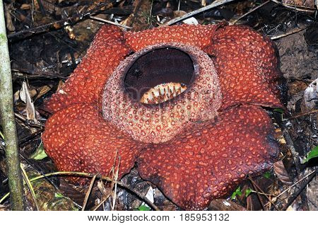 Rafflesia keithii flower a parasitic flowering plant in the genus Rafflesia endemic to Sabah in Borneo.