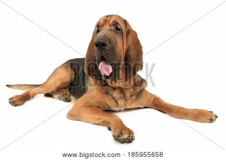 Eighteen months old purebred Bloodhound dog isolated on a white background
