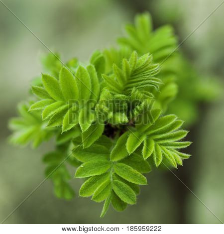 Sorbaria sorbifolia. Spring blossoming close up