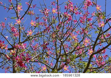 Floss Silk Tree Latin name chorisia speciosa