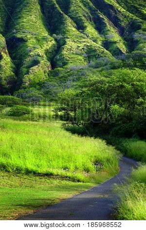 Lush Green Mountain Tropical Foliage