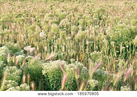 Grassfield landscape at sunrise. Hordeum. Poaceae. Background.