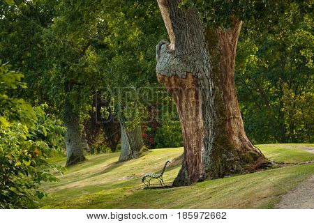 big tree in Gisselfeld park, Zealand, Denmark
