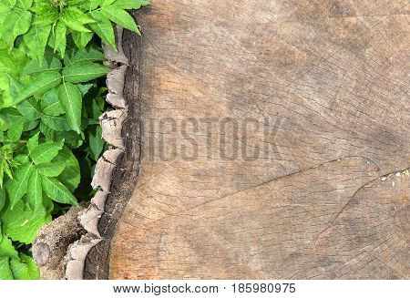 Natural background texture, green foliage next to an old tree