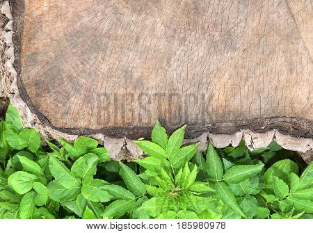Natural background texture, green foliage next to an old tree