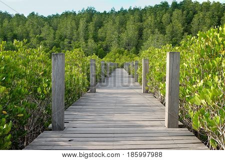 Wooden bridge at Tung Prong ThongGolden Mangrove FieldPra Sae Rayong Thailand.