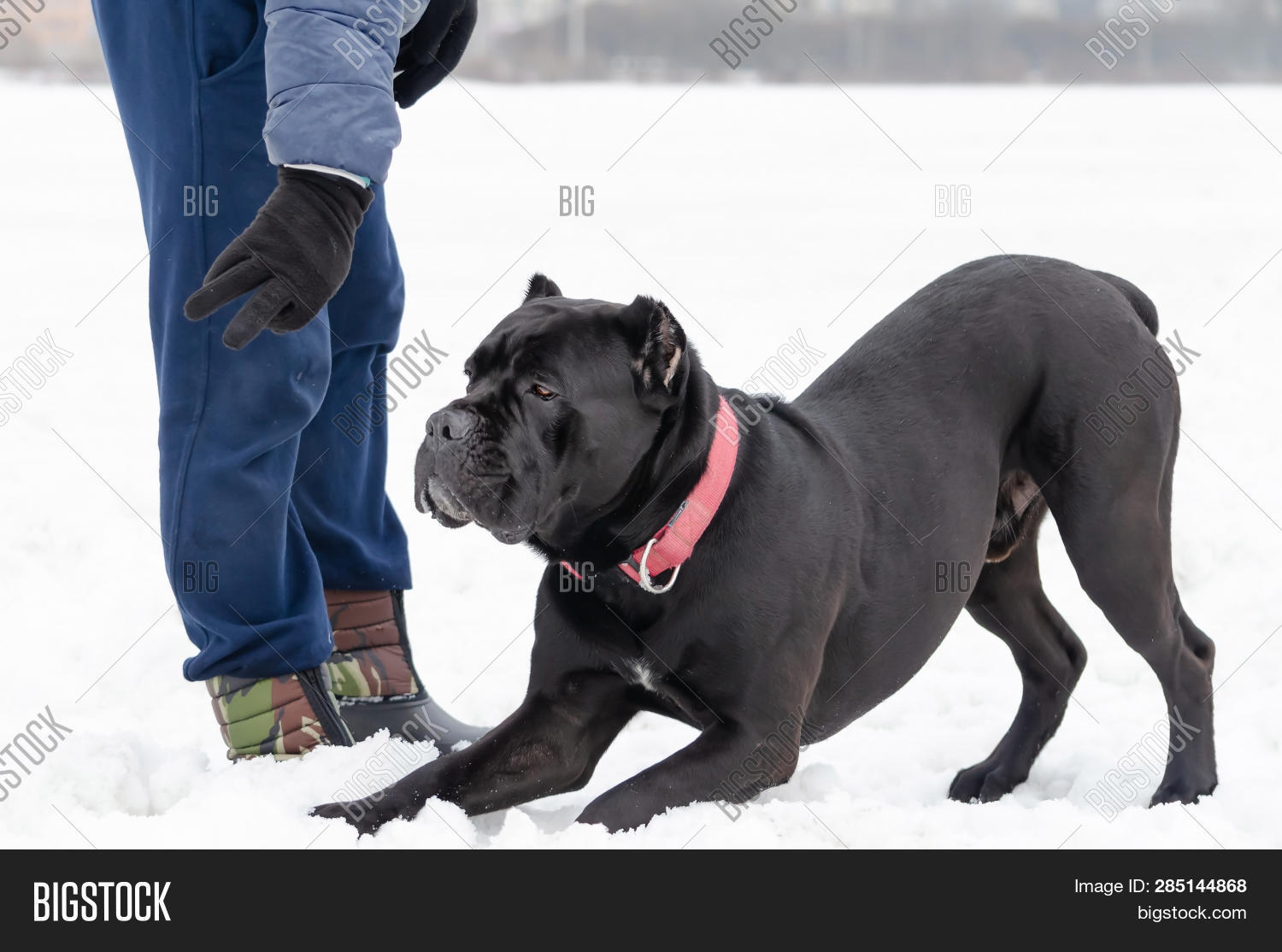 Cane Corso Young Dog Image Photo Free Trial Bigstock