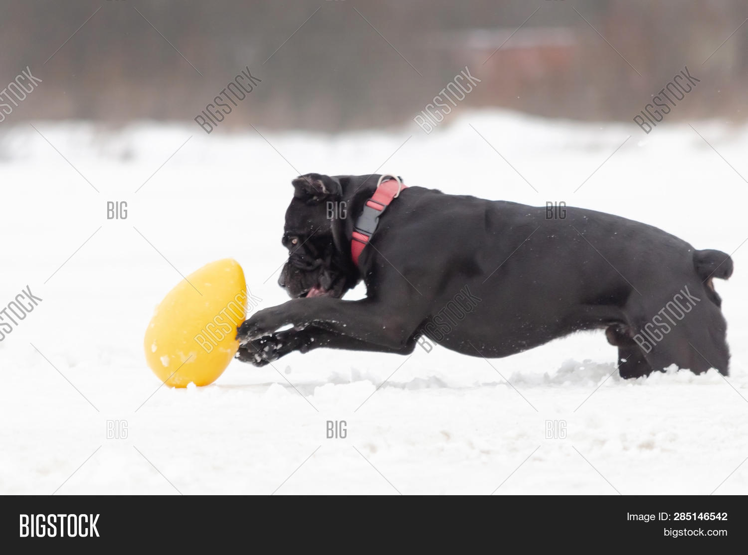cane corso toys