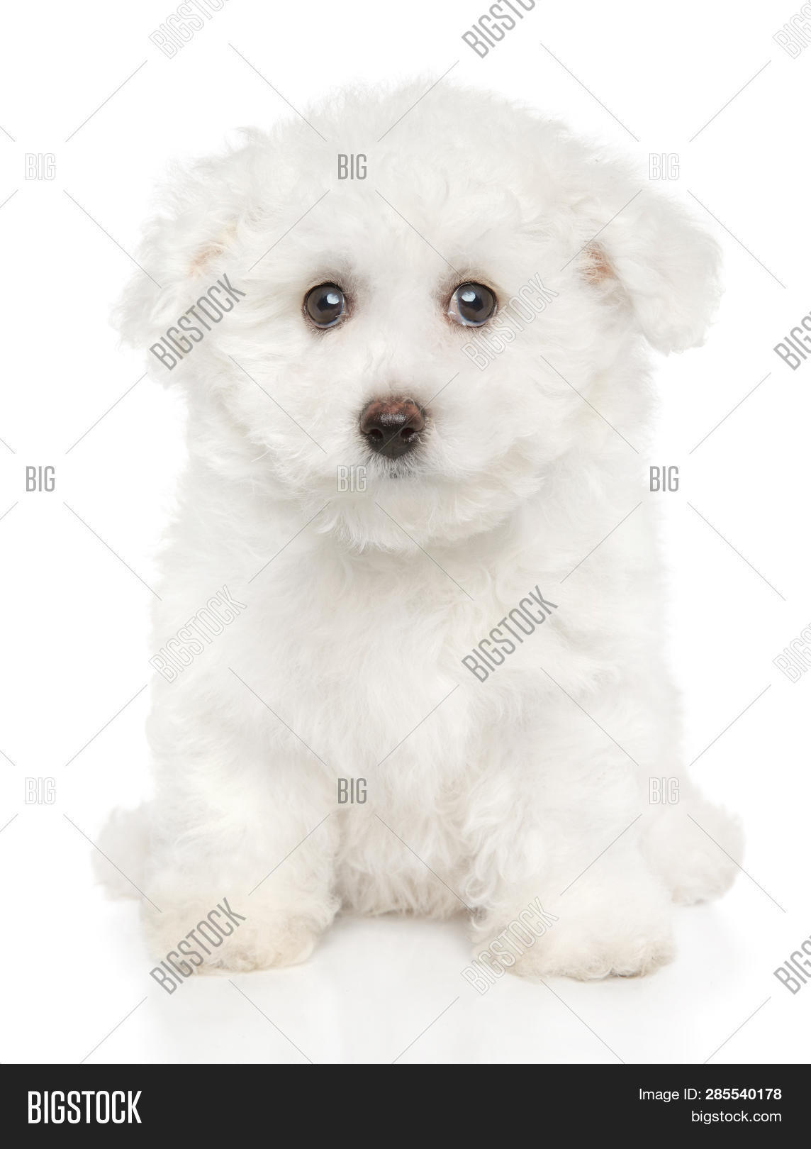 Close Bichon Frise Image Photo Free Trial Stock Close Bichon Frise Image Photo Free
