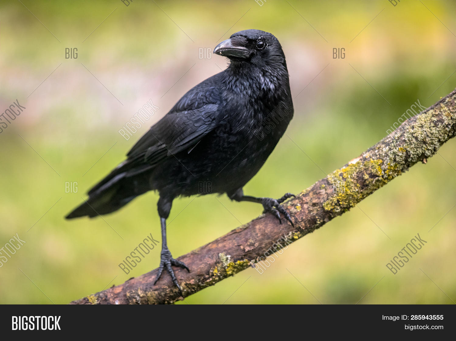 camera crow