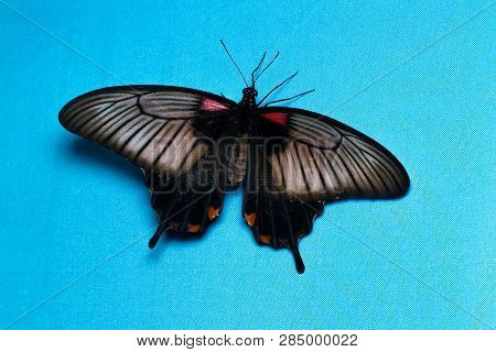 Color Butterfly, On Blue Background, Top View. Papilio Helenus