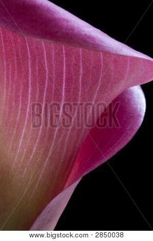 Calla Lily