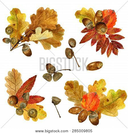 Set Of Watercolor Fall Leaves Arrangements. Collection Of Natural Hand Drawn Prints With Autumn Foll