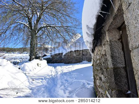 Piornedo, Ancares, Galicia, Spain. Ancient snowy palloza houses made with stone and straw. Roofs with icicles, village covered with snow. Trees and blue sky.