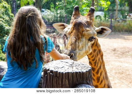A Young Woman Feeding A Giraffe At The Zoo