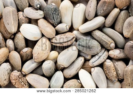 High Quality Seeds Of Artichoke, In A Texture Form For Your Garden. Can Be Used By Seed Producers Fo
