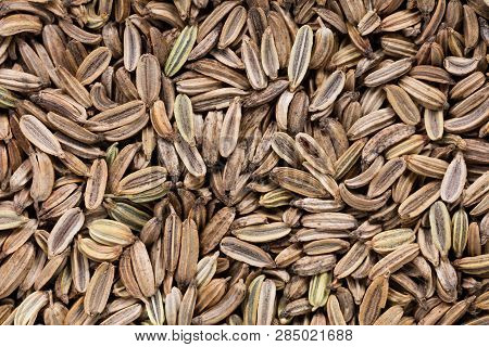 High Quality Seeds Of Aromatic Fennel, In A Texture Form For Your Personal Garden. Can Be Used By Se