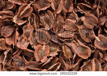 High Quality Seeds Of Rhubarb, In A Texture Form For Your Beautiful Garden. Can Be Used By Seed Prod