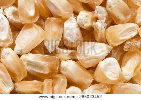 High Quality Seeds Of Corn, In A Texture Form For Your Awesome  Garden. Can Be Used By Seed Producer