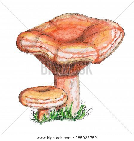 Original  Red Pine Mushroom. Hand Painted Watercolor Illustration. Mushroom. Perfect For Design, Ban