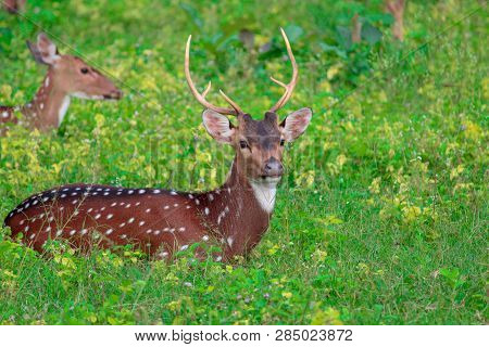 Spotted Deer In The Greens || At Mudumalai Forest