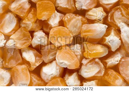 High Quality Seeds Of Corn, In A Texture Form For Your Unique Garden. Can Be Used By Seed Producers 