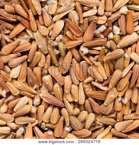High Quality Seeds Of Valerian, In A Texture Form For Your Unique Garden. Can Be Used By Seed Produc