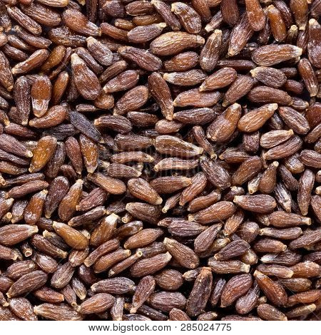 High Quality Seeds Of Tarragon, In A Texture Form For Your Unique Garden. Can Be Used By Seed Produc