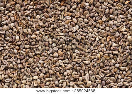 High Quality Seeds Of Parsley, In A Texture Form For Your Unique Garden. Can Be Used By Seed Produce