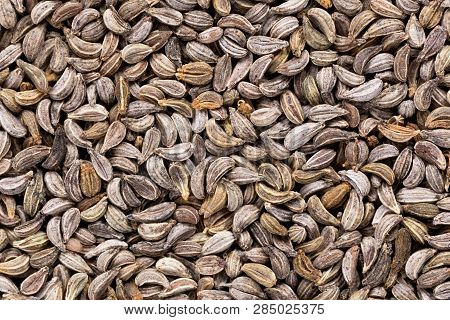 High Quality Seeds Of Parsley, In A Texture Form For Your Personal Garden. Can Be Used By Seed Produ