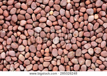High Quality Seeds Of Radish, In A Texture Form For Your Green Garden. Can Be Used By Seed Producers