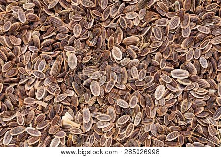 High Quality Seeds Of Dill, In A Texture Form For Your Awesome Garden. Can Be Used By Seed Producers