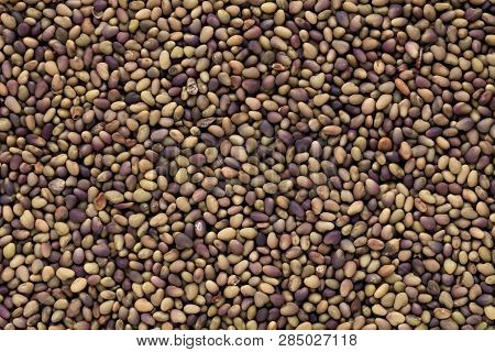 High Quality Seeds Of Clover, In A Texture Form For Your Awesome Garden. Can Be Used By Seed Produce