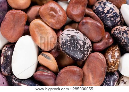 High Quality Seeds Of Legumes, In A Texture Form For Your Beautiful Garden. Can Be Used By Seed Prod