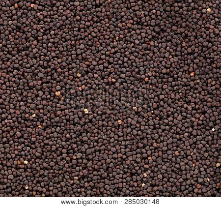 High Quality Seeds Of Silene Vascaria, In A Texture Form For Your Beautiful Garden. Can Be Used By S